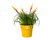 Elho - B. For Original - Round - 25 Cm - Ochre