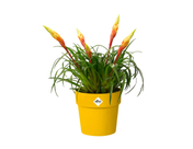 Elho - B. For Original - Round - 22 Cm - Ochre